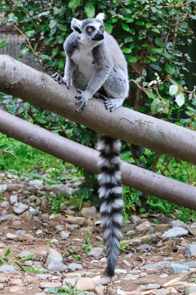 Ringschwanzmaki Katze — Stockfoto