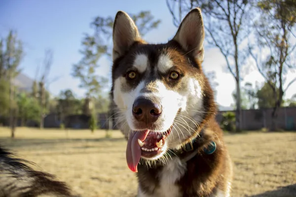 Retrato Hermoso Perro —  Fotos de Stock