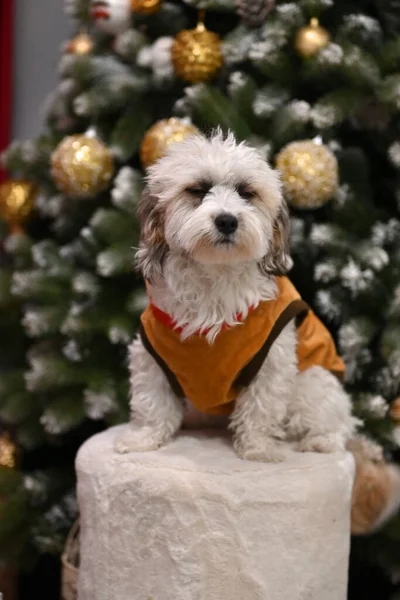 Árbol Navidad Con Perro —  Fotos de Stock
