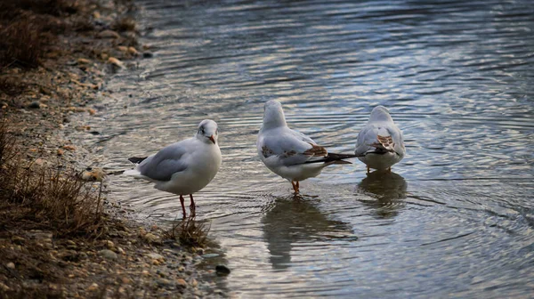 Gabbiani Sul Lago — Foto Stock