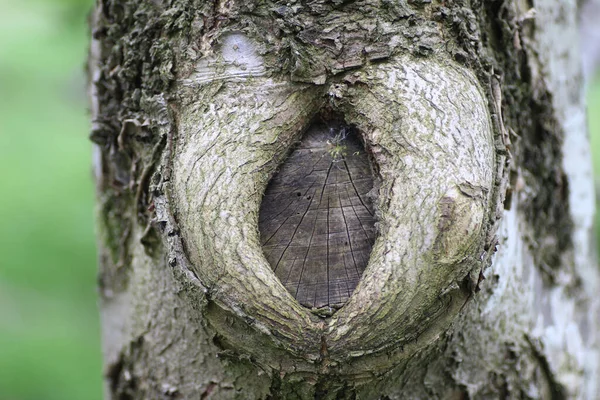 Altes Holz Mit Dem Stamm Eines Baumes — Stockfoto