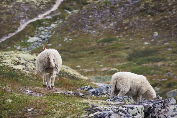Вівці Горах — стокове фото