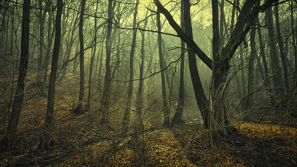Осінній Ліс Деревами Листям — стокове фото