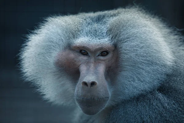 Close Macaco Bebê Bonito — Fotografia de Stock