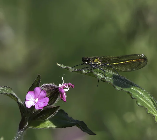 Close Uitzicht Mooie Libelle — Stockfoto