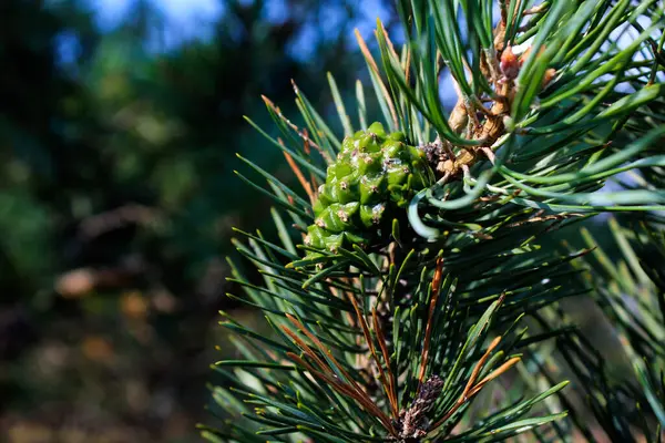 Cône Pin Sur Une Branche Arbre — Photo