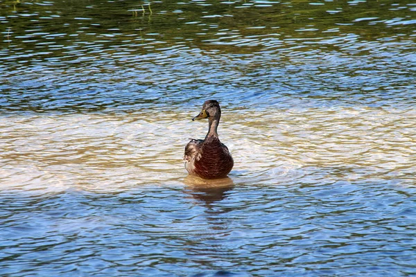 Pato Nada Agua — Foto de Stock