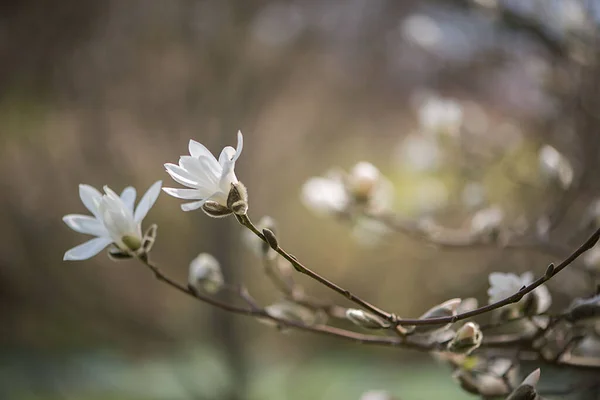 Piękne Kwiaty Rosnące Ogrodzie — Zdjęcie stockowe