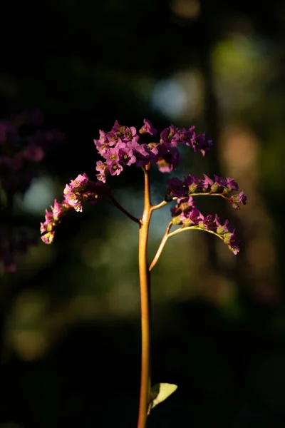 Flores Jardín Fondo Cerca — Foto de Stock