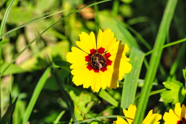 Gul Blomma Trädgården — Stockfoto