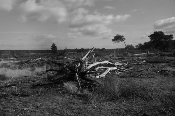 Ormandaki Bir Ağacın Siyah Beyaz Fotoğrafı — Stok fotoğraf