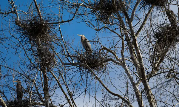 Cuervo Bosque —  Fotos de Stock