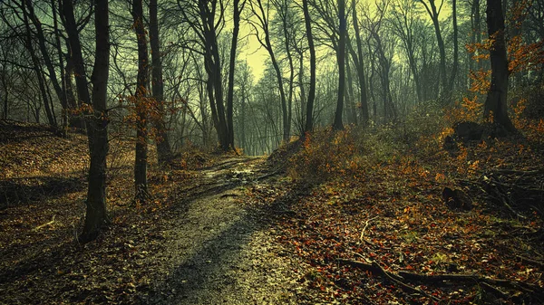 Floresta Outono Com Árvores Folhas — Fotografia de Stock