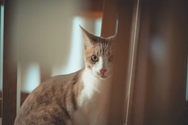 Kedi Pencere Eşiğinde Oturuyor — Stok fotoğraf