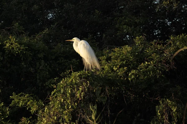 Beautiful Shot Bird Natural Habitat — Stock Photo, Image