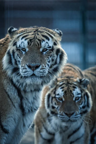 Close Portrait Beautiful White Tiger — Stock Photo, Image