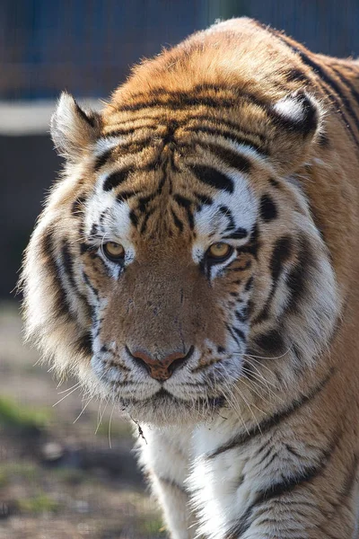 Portrait Beautiful Tiger — Stock Photo, Image