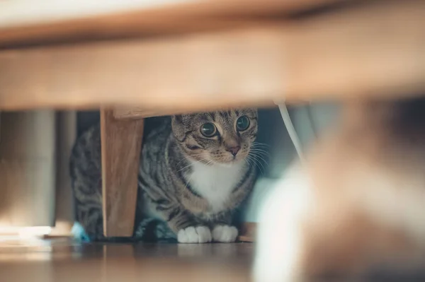 Gato Sentado Chão — Fotografia de Stock