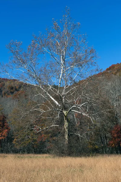 Beau Paysage Avec Arbres Ciel Bleu — Photo