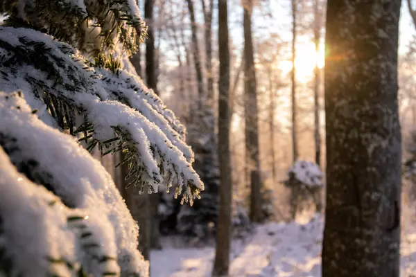 Красивый Зимний Лес Заснеженными Деревьями — стоковое фото