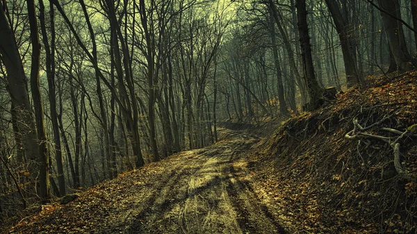 Gyönyörű Őszi Erdő Fákkal Levelekkel — Stock Fotó