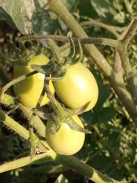 Primer Plano Los Tomates Verdes —  Fotos de Stock