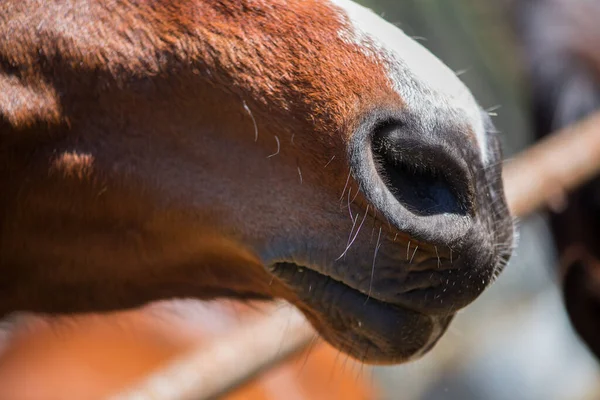 Close Tiro Belo Cavalo Habitat Natural — Fotografia de Stock