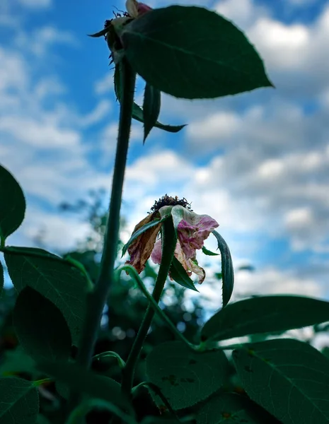 Belles Fleurs Dans Jardin — Photo