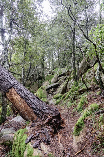 Una Splendida Vista Sulla Foresta Nel Nord Israele — Foto Stock