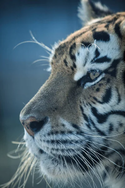 Bengal Kaplanı Hayvanat Bahçesinde — Stok fotoğraf