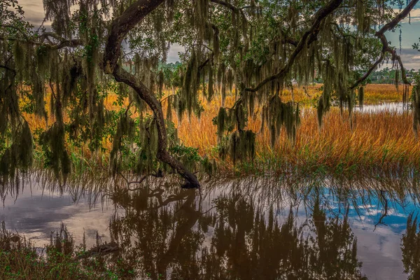 Ağaçlar Nehirlerle Dolu Güzel Bir Manzara — Stok fotoğraf