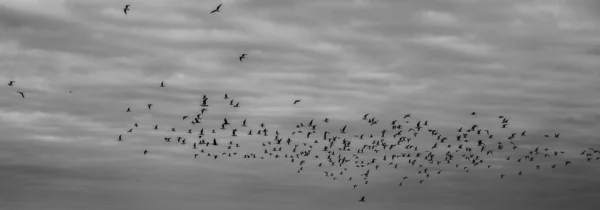 Vogelschwarm Himmel — Stockfoto