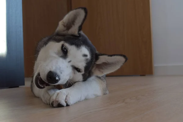 かわいい犬の肖像画 — ストック写真