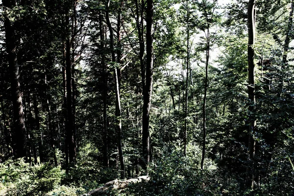 Vacker Utsikt Över Skogen — Stockfoto