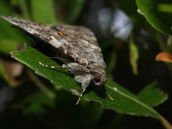 Close Bug Wild Nature — Stock fotografie