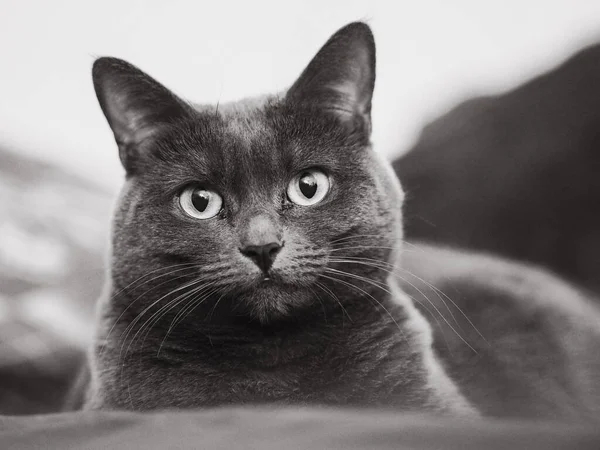 Güzel Gözleri Olan Siyah Beyaz Bir Kedi — Stok fotoğraf