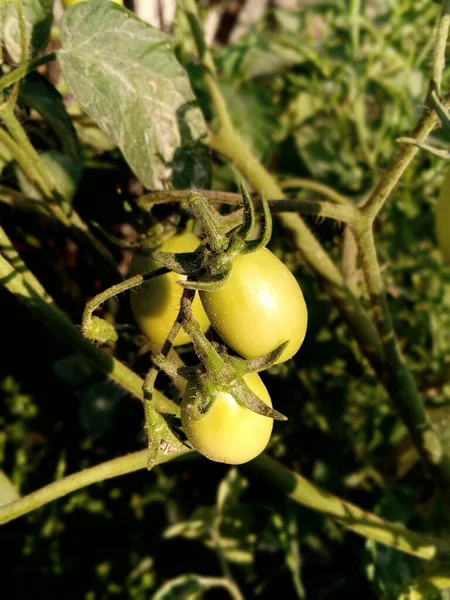 Tomates Vertes Sur Une Branche Dans Jardin — Photo