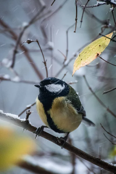 Schöne Aufnahme Eines Vogels Natürlichem Lebensraum — Stockfoto
