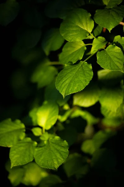 Folhas Verdes Jardim Fundo Close — Fotografia de Stock