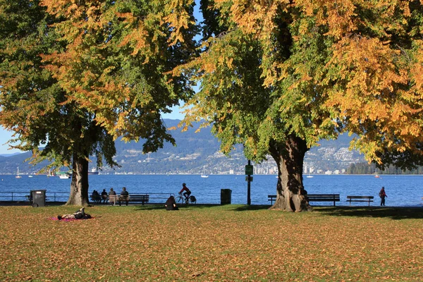 木やベンチがある秋の風景 — ストック写真