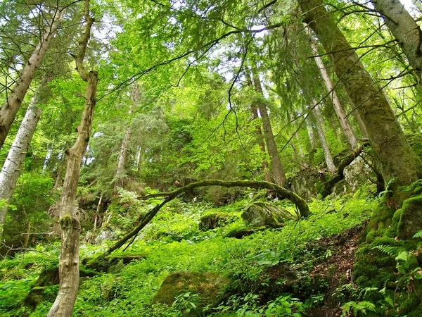 Grüner Wald Den Bergen — Stockfoto