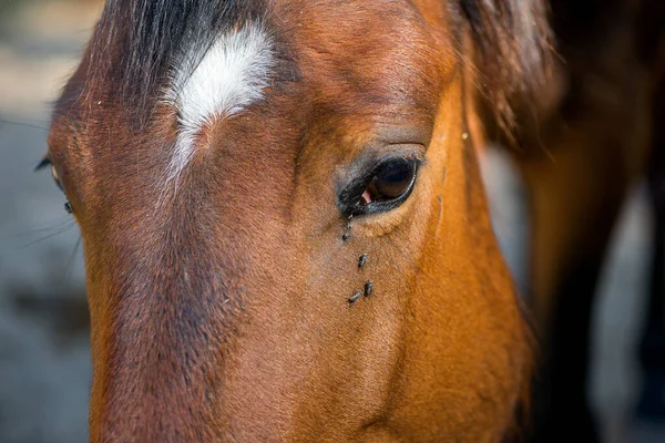 Porträtt Vacker Brun Häst — Stockfoto