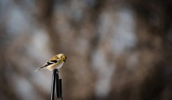 Beautiful Shot Bird Natural Habitat — Stock Photo, Image