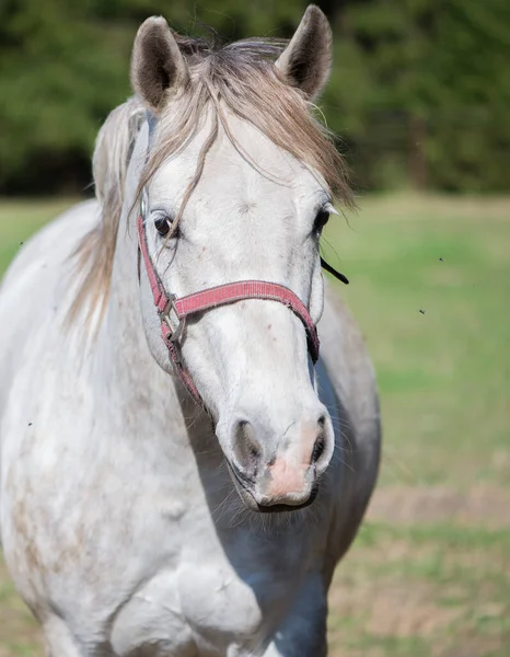 Zblízka Záběr Krásného Koně Přírodním Prostředí — Stock fotografie
