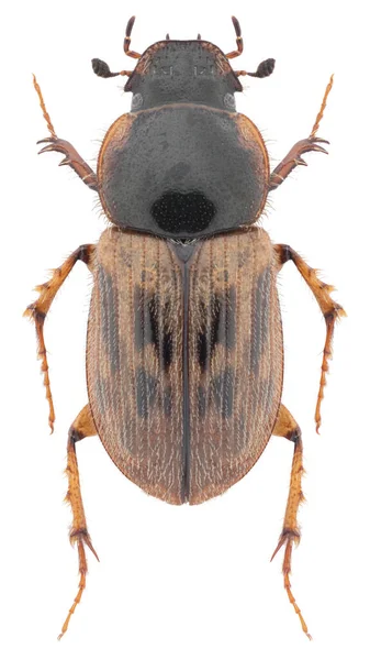 Close Της Έννοιας Bug Πανίδα — Φωτογραφία Αρχείου