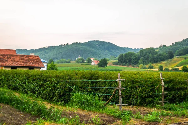 Wunderschöne Landschaft Mit Einem Weinberg Hintergrund — Stockfoto