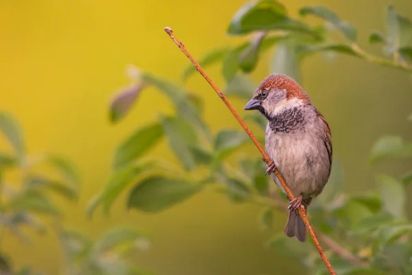 Belle Photo Oiseau Dans Habitat Naturel — Photo