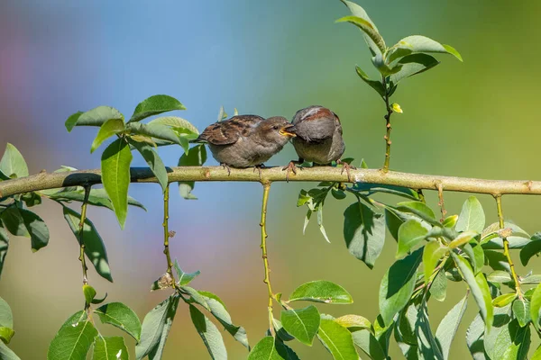 Pássaro Está Sentado Galho Uma Árvore Floresta — Fotografia de Stock