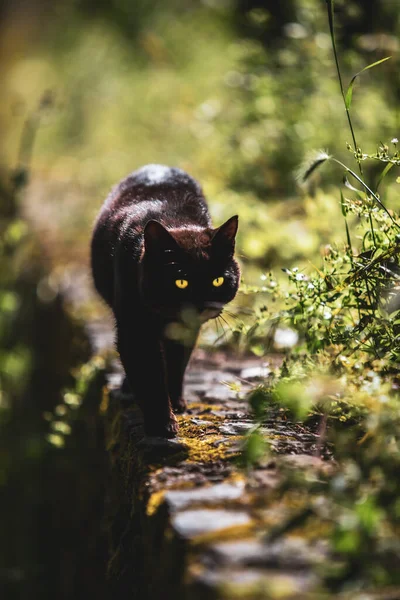 Czarny Kot Lesie — Zdjęcie stockowe