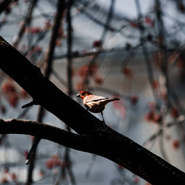 Schöne Aufnahme Eines Vogels Natürlichem Lebensraum — Stockfoto